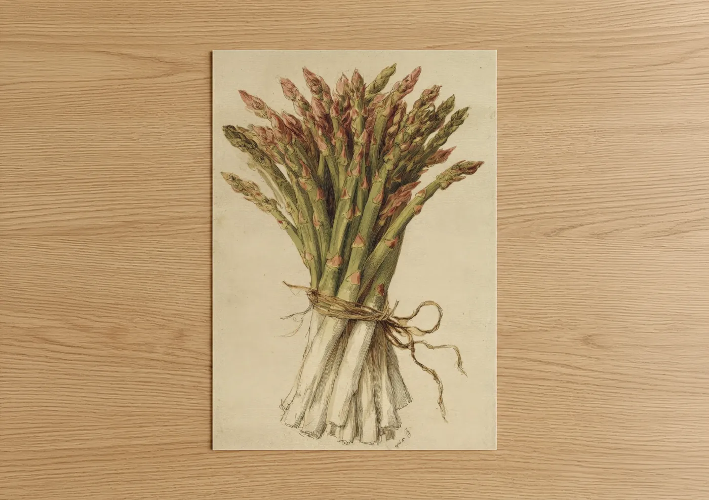 Fresh Asparagus Bundle Botanical Illustration Wall Art