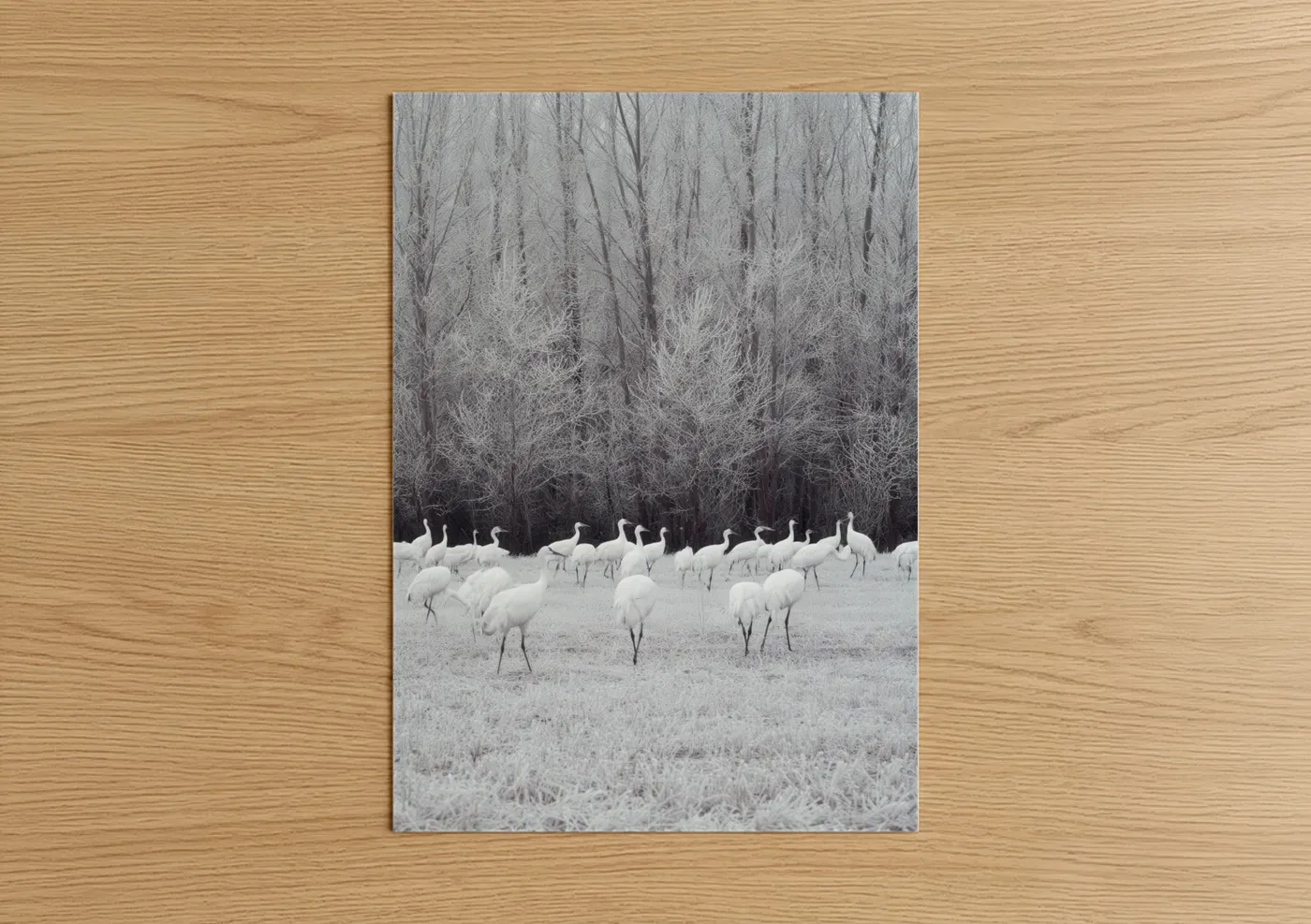 Snowy Crane Flock Winter Landscape Wall Art