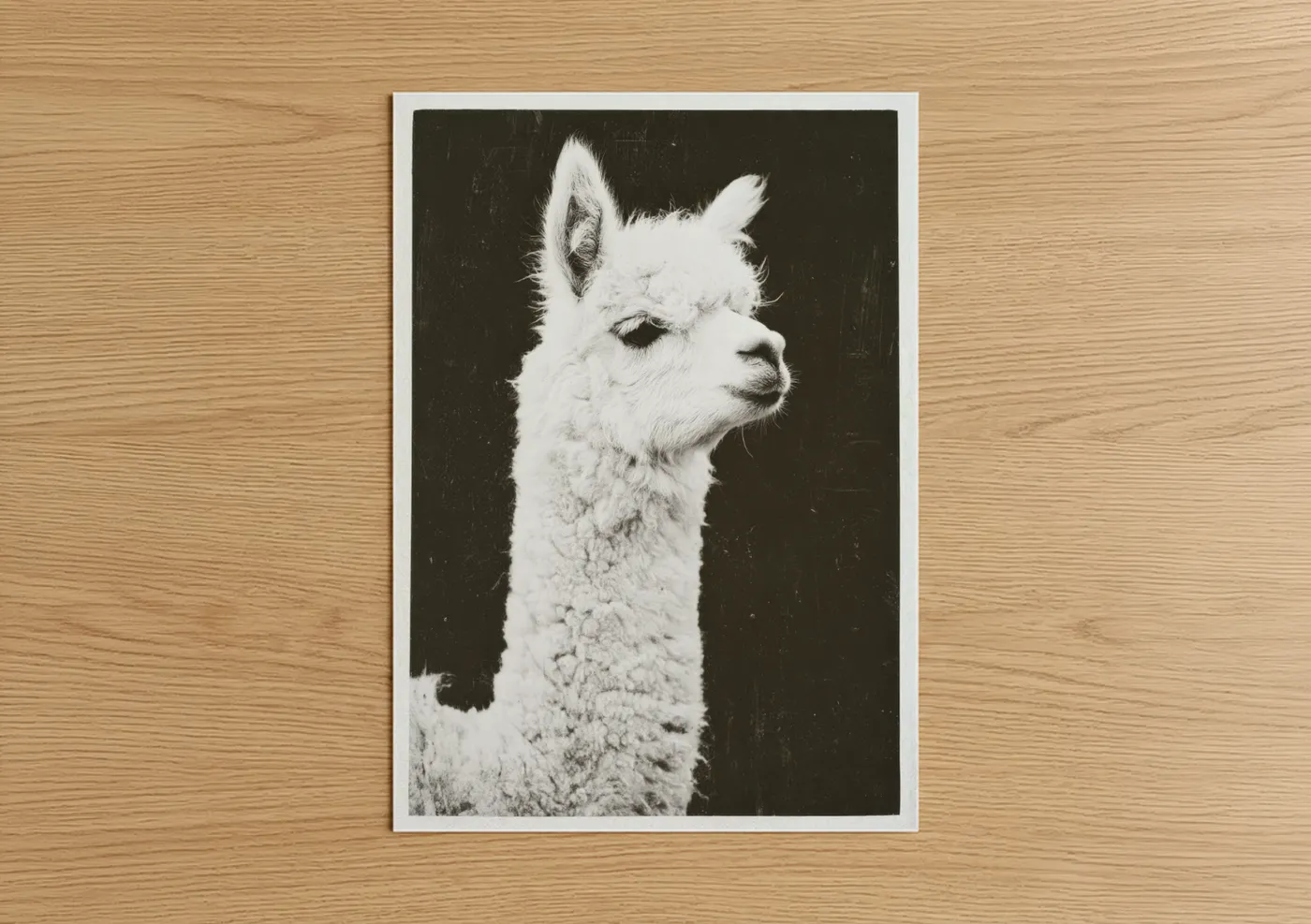 White Alpaca Portrait Black & White Wall Art