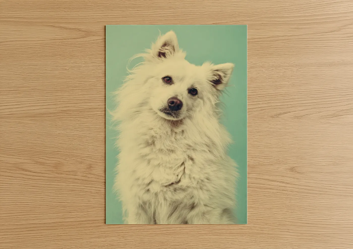 White Spitz Portrait Turquoise Background Wall Art
