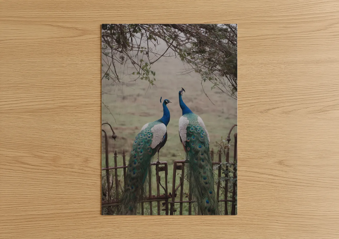 Elegant Peacock Pair Misty Garden Wall Art