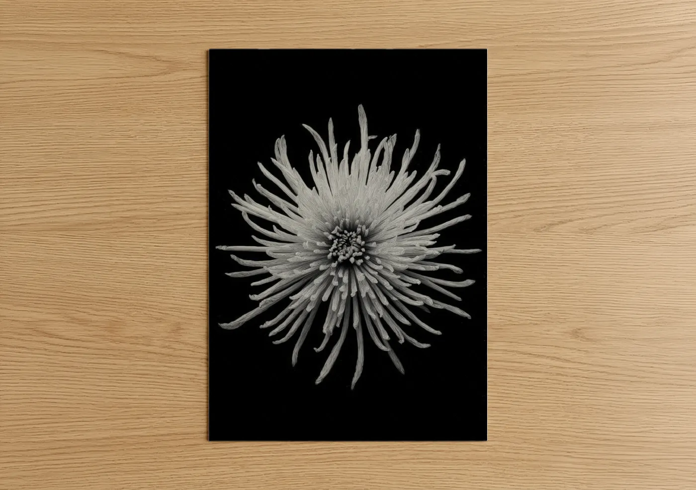 Monochrome Chrysanthemum Black White Wall Art