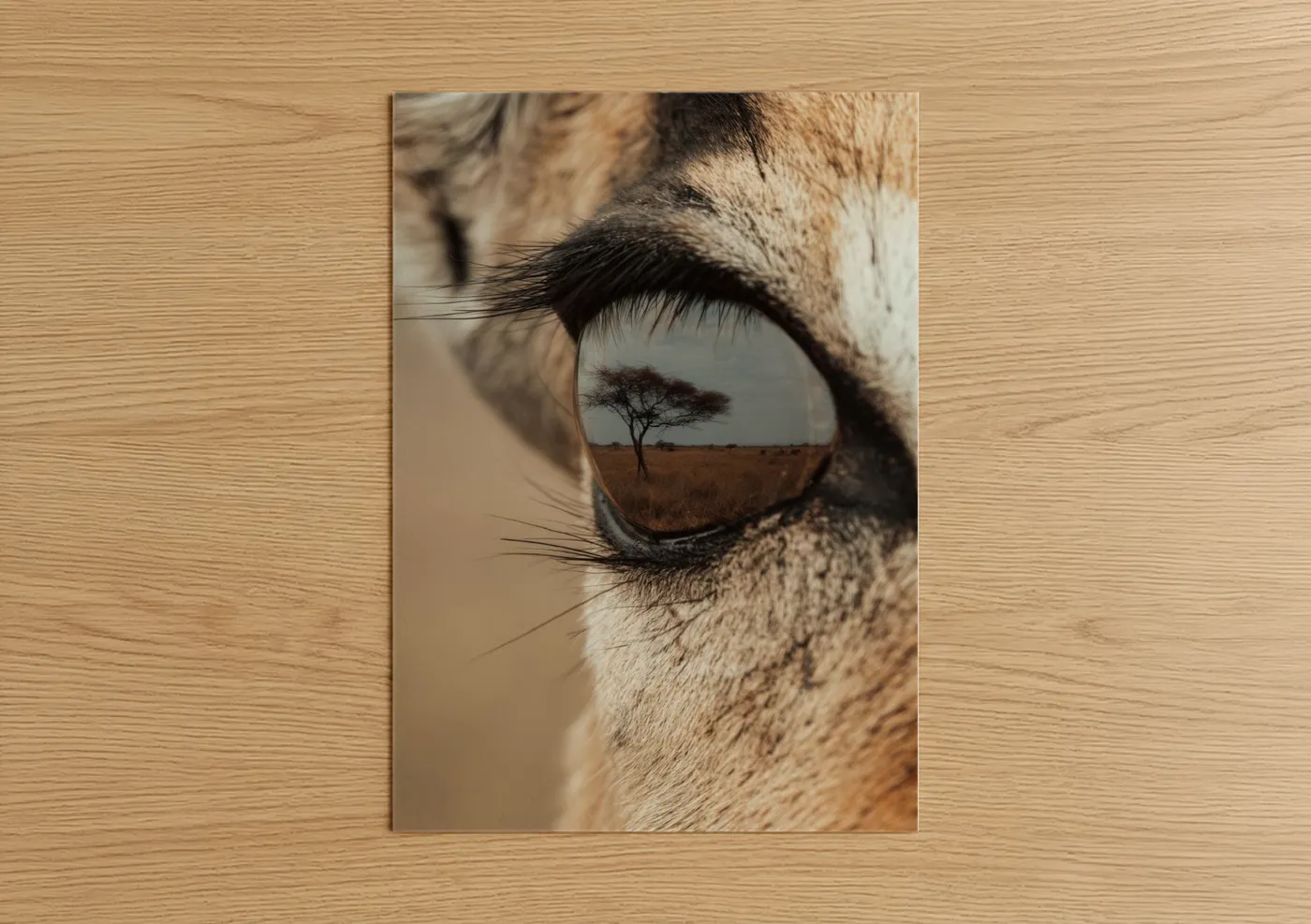 Antelope Eye Savanna Wildlife Reflection Wall Art