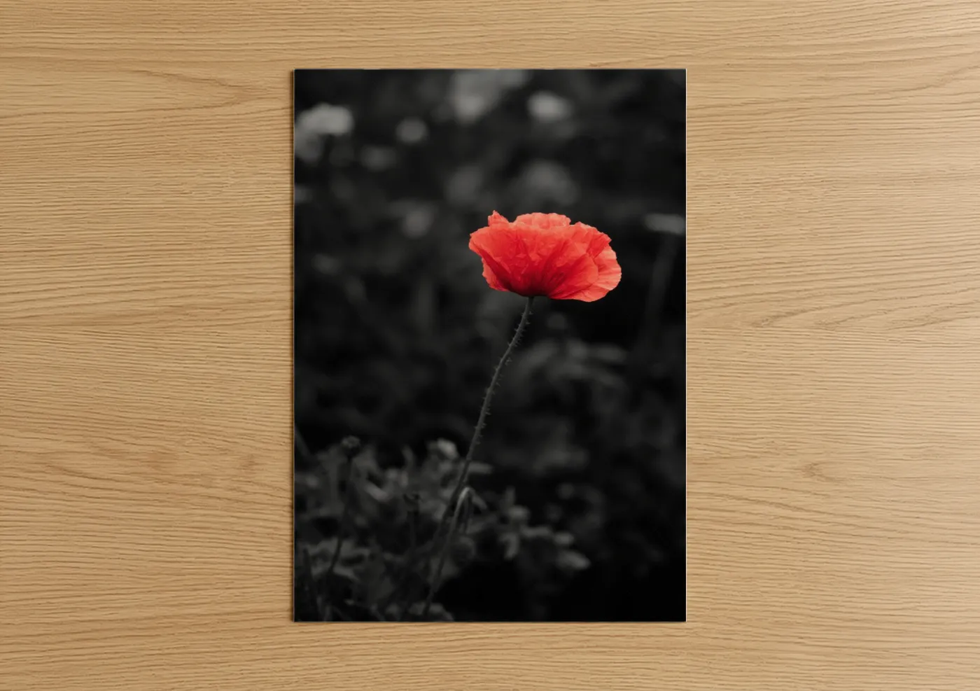 Red Poppy Flower Selective Color Photography Wall Art