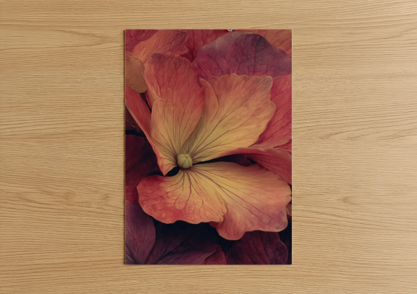 Art print on warm oak wood — peach and maroon palette — Peachy Hydrangea poster