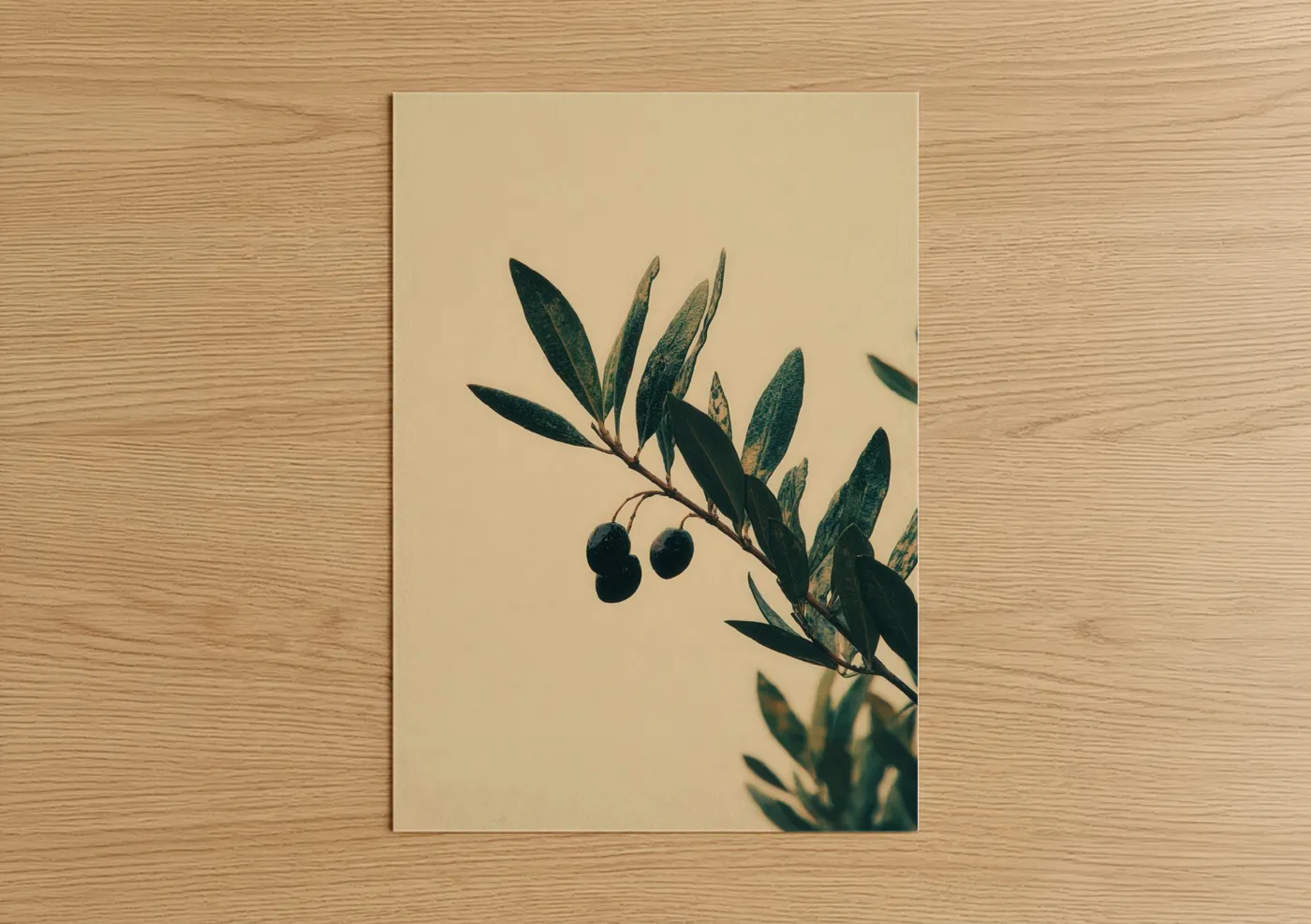 Olive Tree Branch with Olives Botanical Wall Art