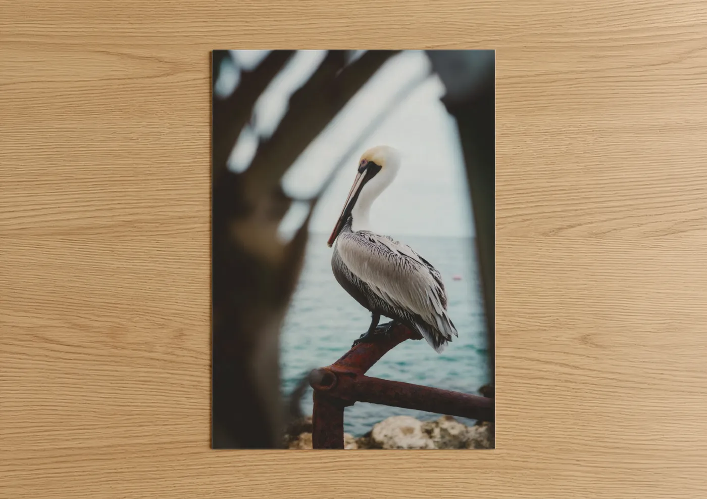 Art print on warm oak wood — gray and white and dove gray palette — Coastal Pelican poster