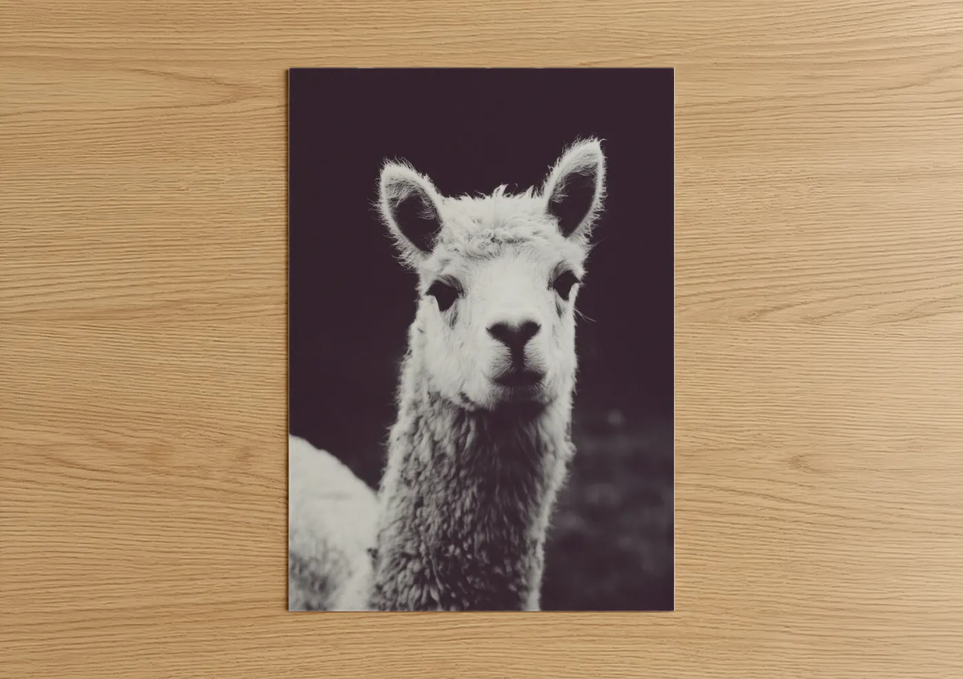 White Alpaca Portrait Black Background Wall Art
