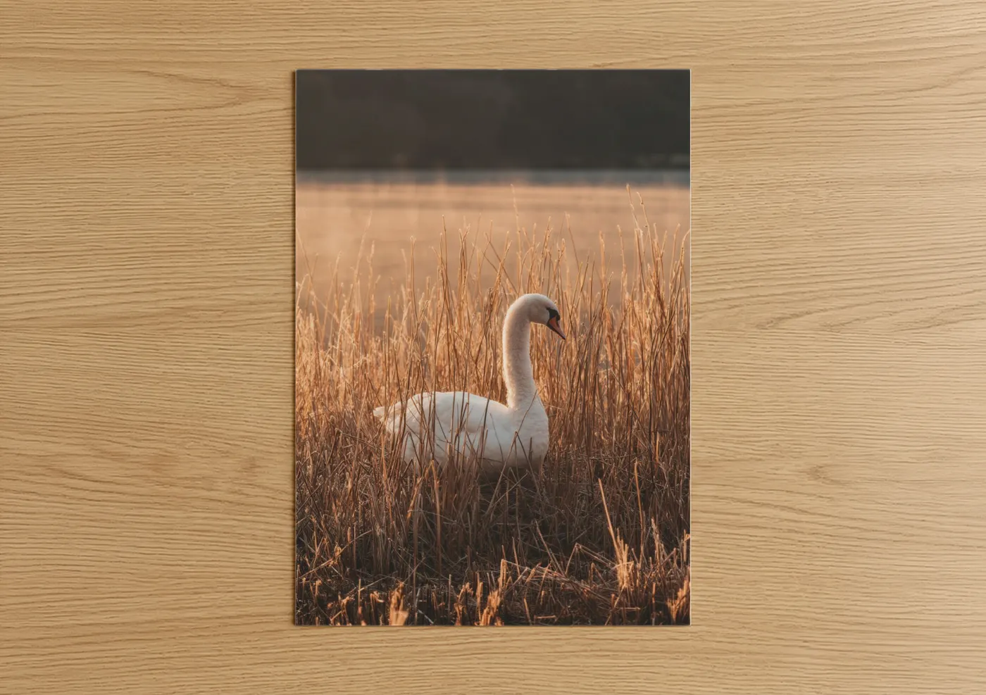 White Swan in Golden Reeds Landscape Wall Art