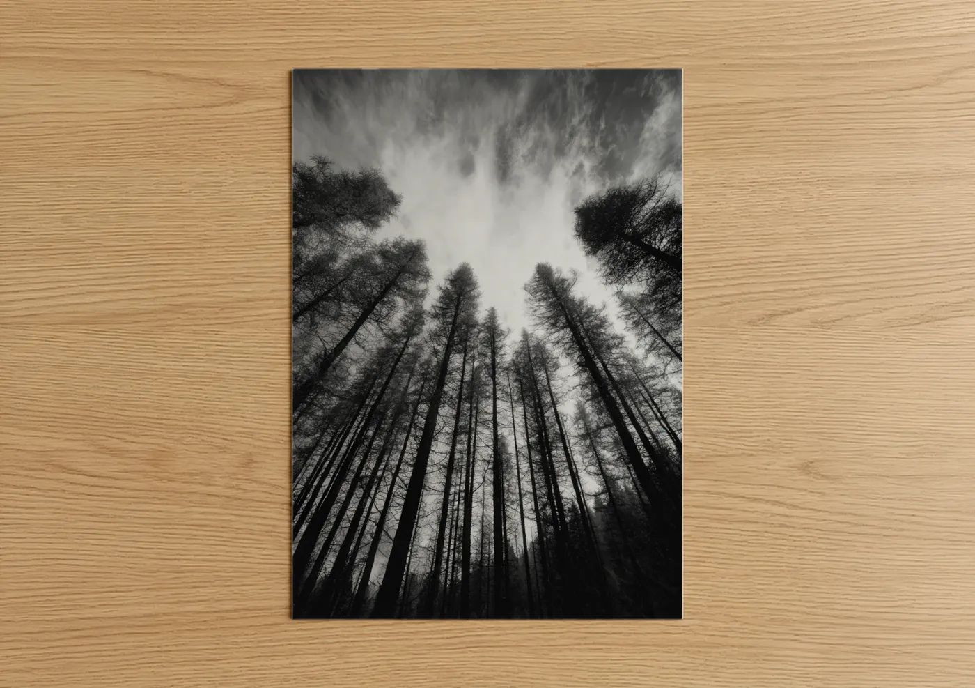 Dramatic Upward Cedar Forest Black White Wall Art