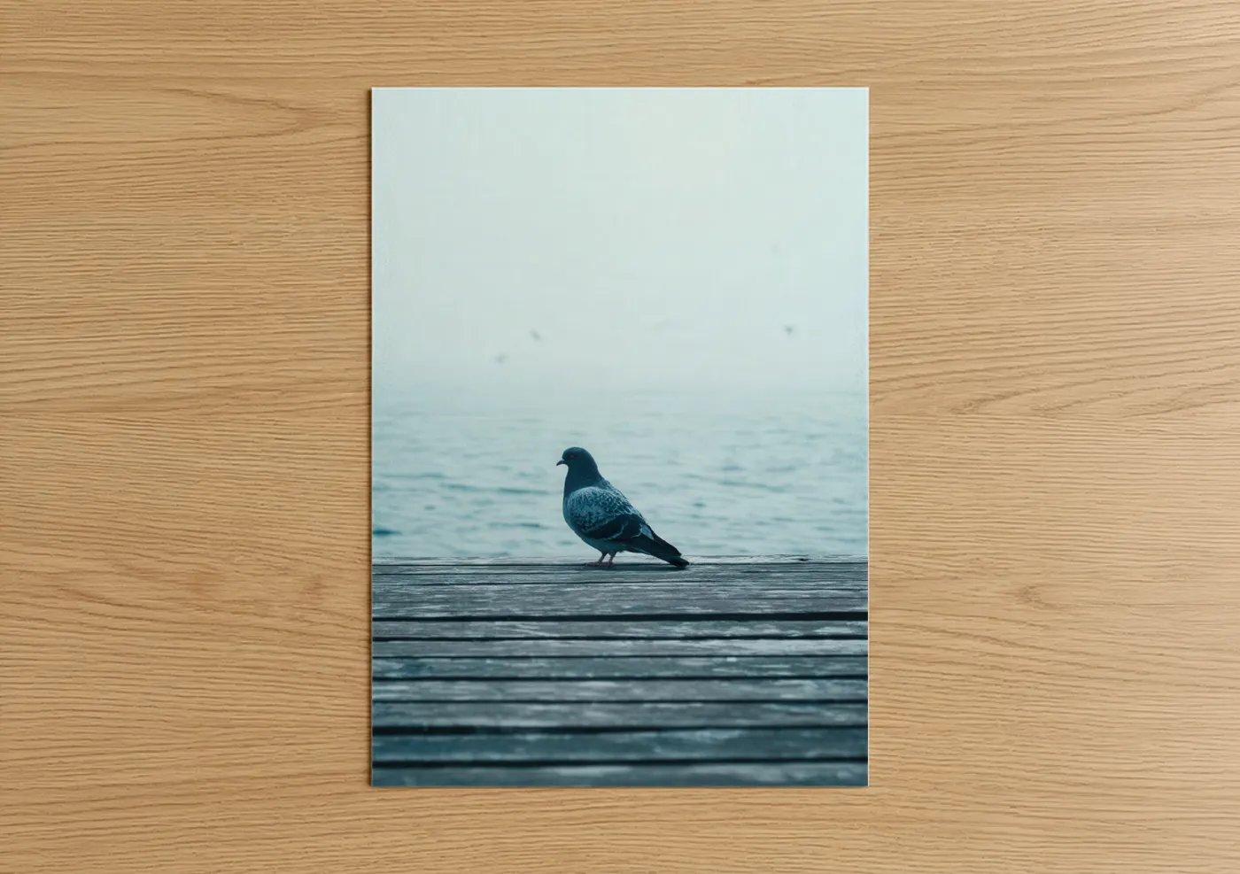 Solitary Pigeon Coastal Seascape Wall Art