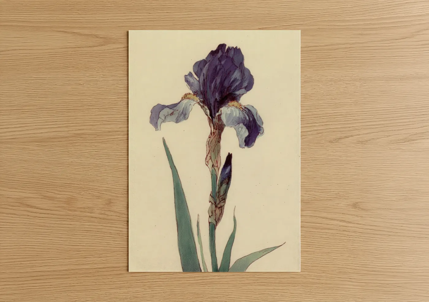 Purple Iris Flower Botanical Illustration Wall Art