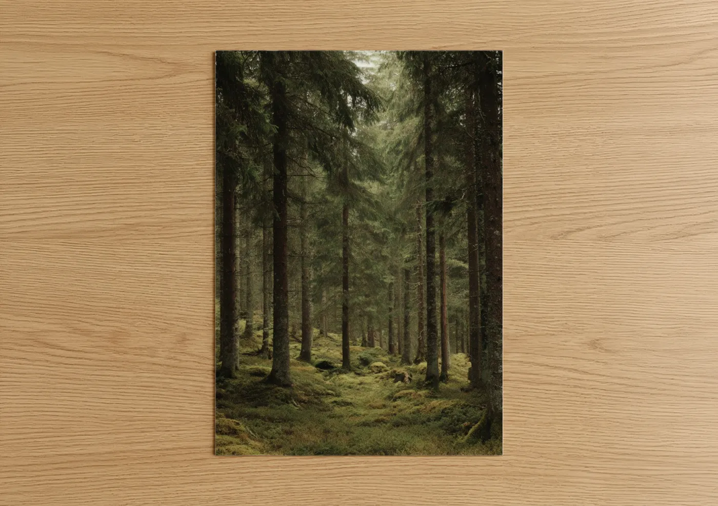 Misty Cedar Forest Nature Photography Wall Art