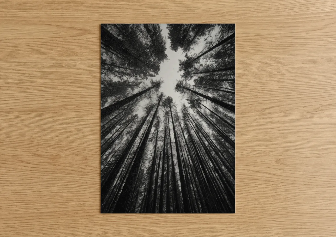 Upward Cedar Forest Black and White Wall Art