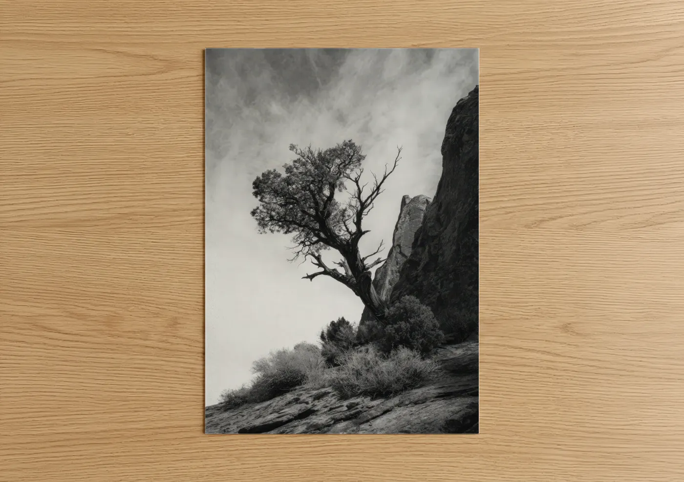 Solitary Desert Tree Black White Photography Wall Art