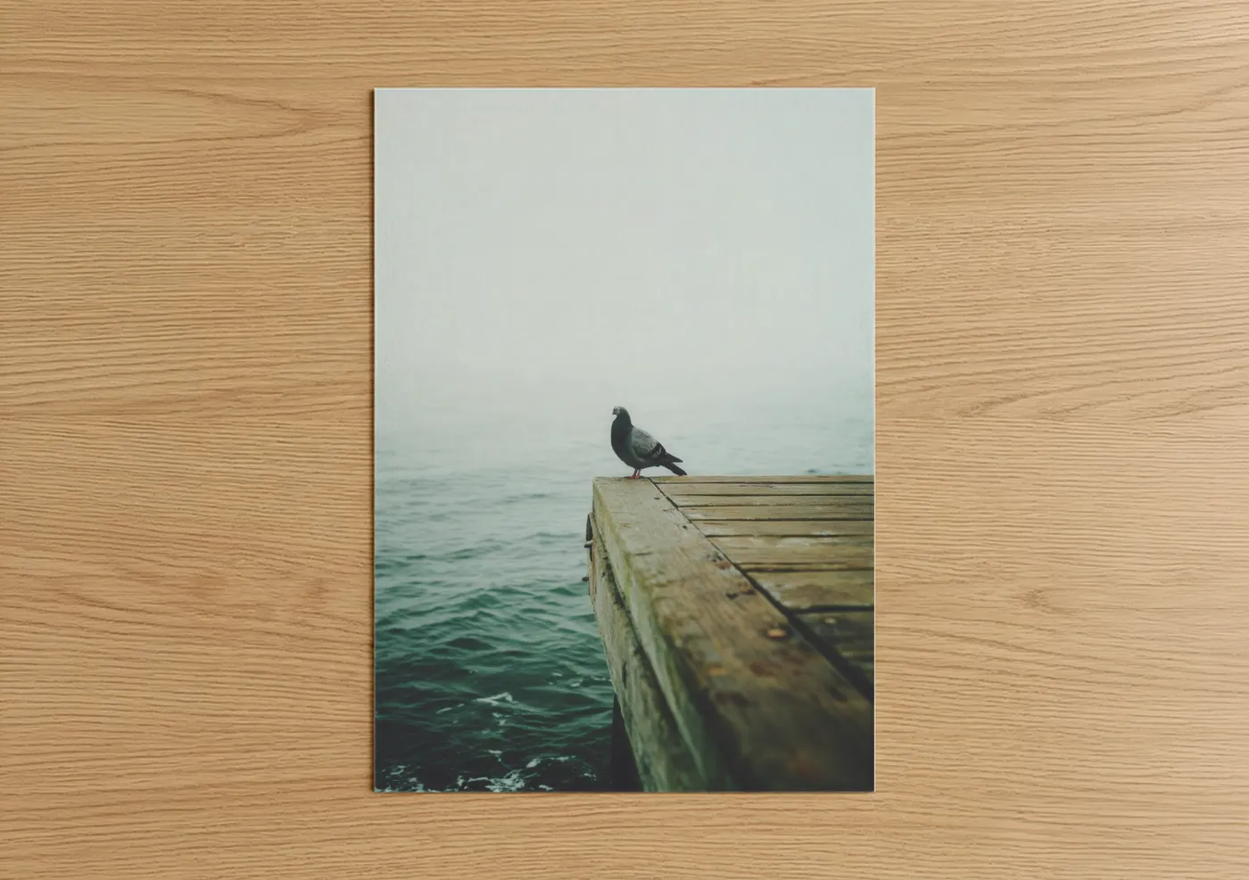 Art print on warm oak wood — dove gray and blue and gray palette — Solitary Pigeon poster