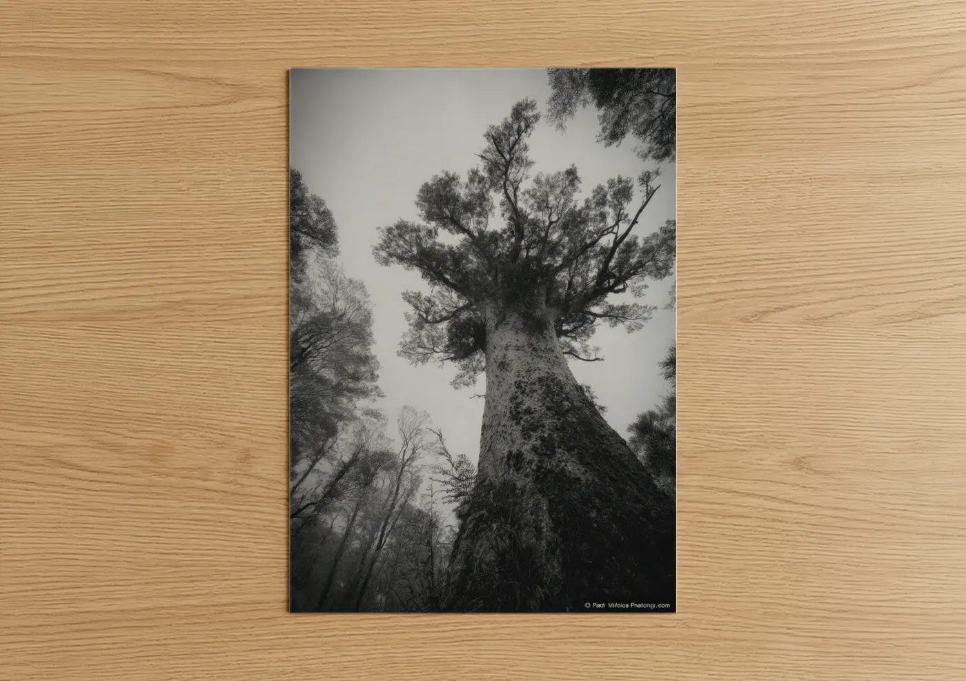 Ancient Kauri Tree Fog Forest Wall Art