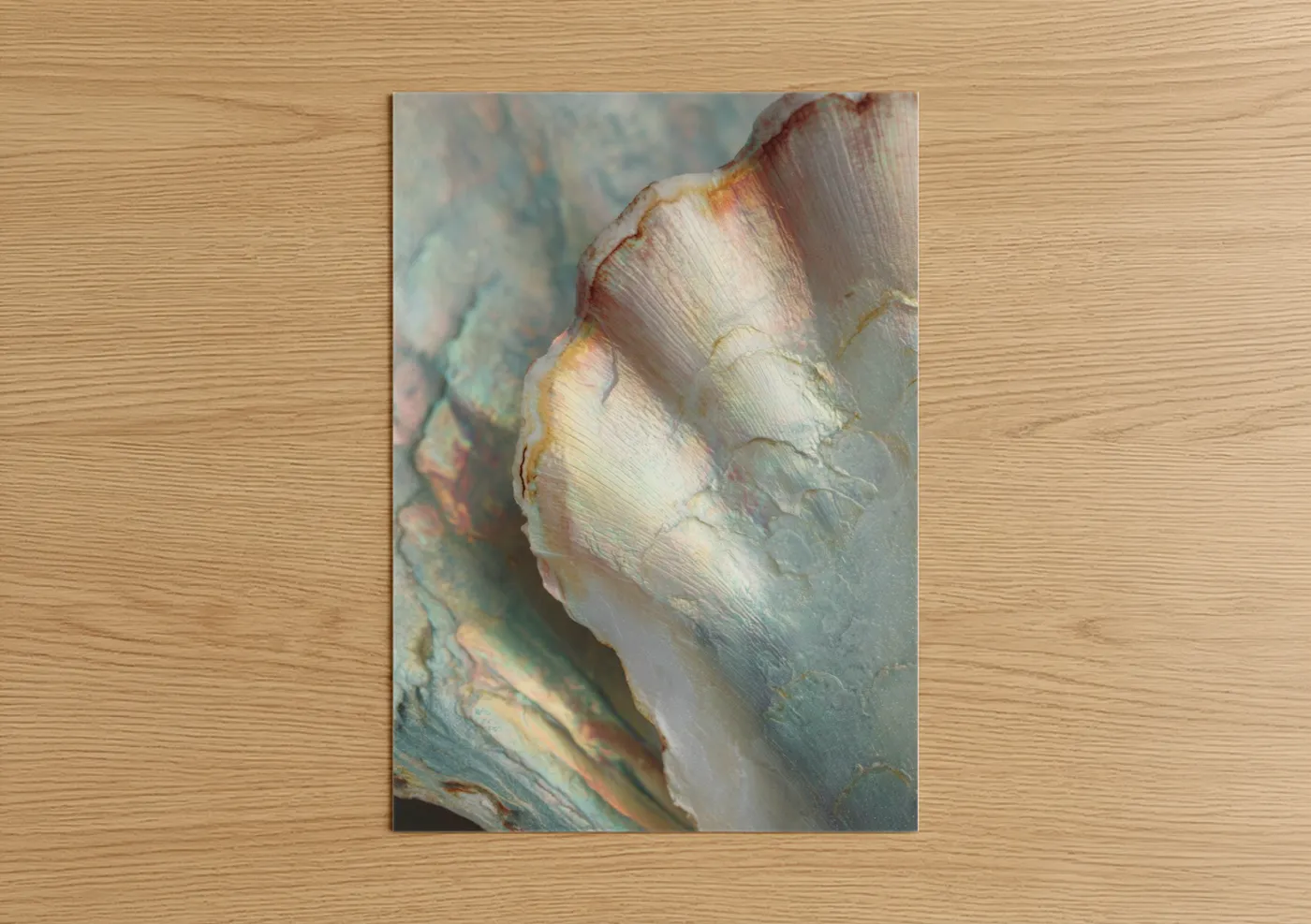 Pearlescent Oyster Shell Fine Wall Art
