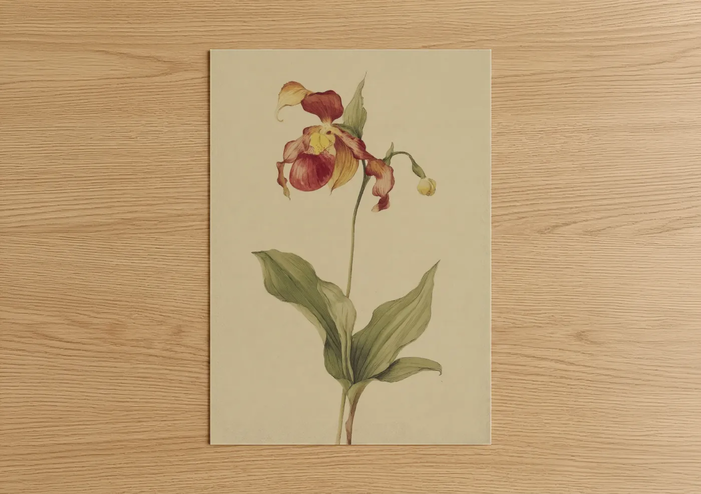 Crimson Lady's Slipper Orchid Botanical Wall Art