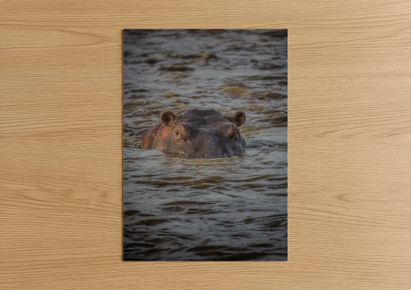 Hippo Swimming in Water Wildlife Wall Art