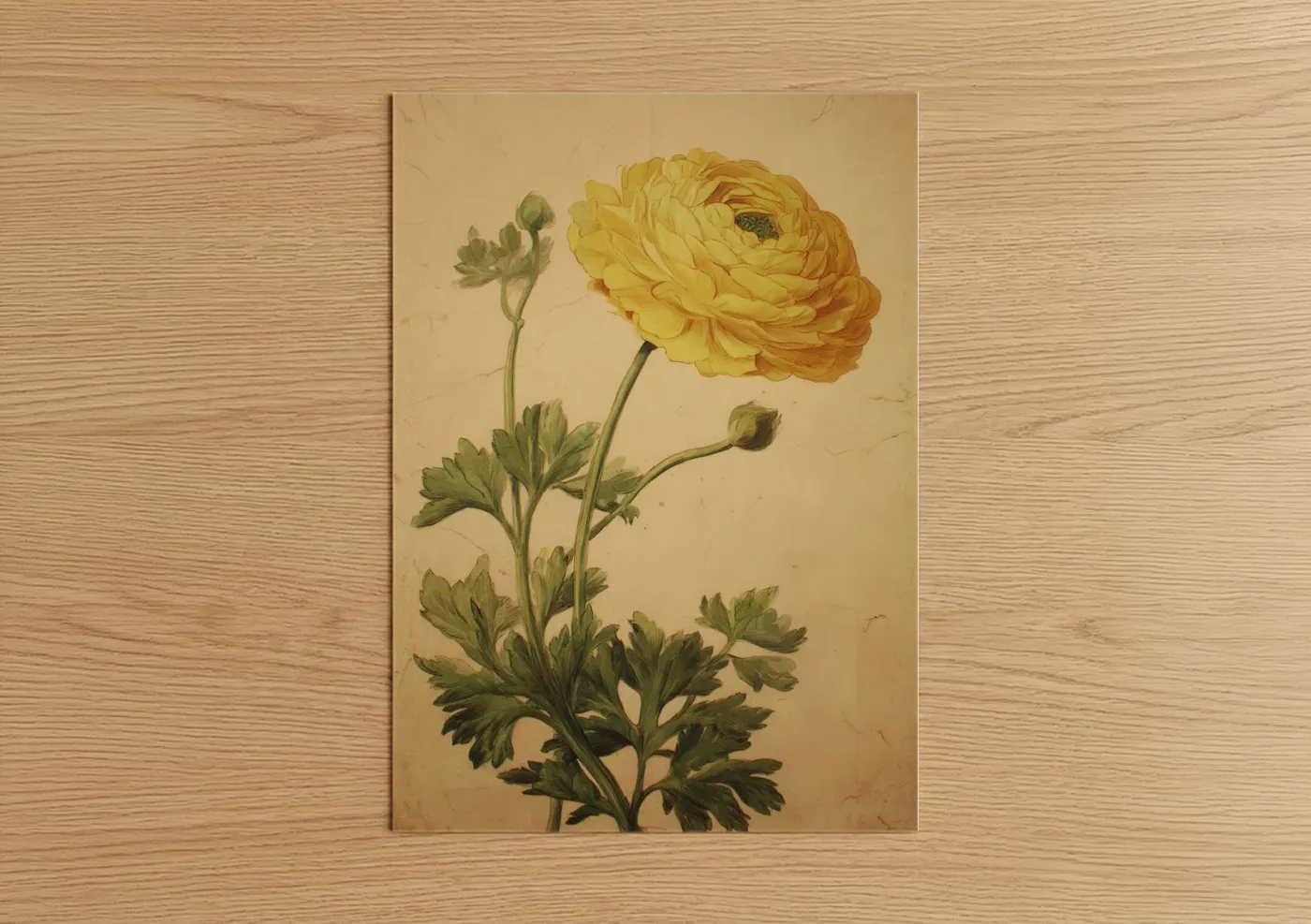 Art print on warm oak wood — gold and cream palette — Golden Ranunculus poster
