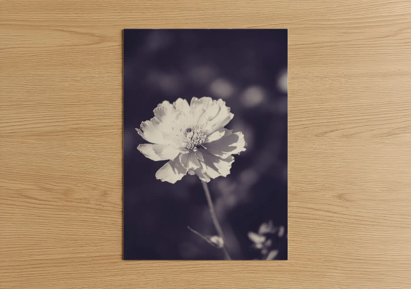 Ethereal Peony Monochrome Flower Wall Art