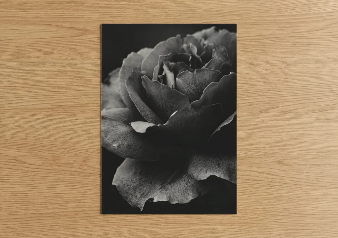 Black and White Rose Close-Up Photography Wall Art