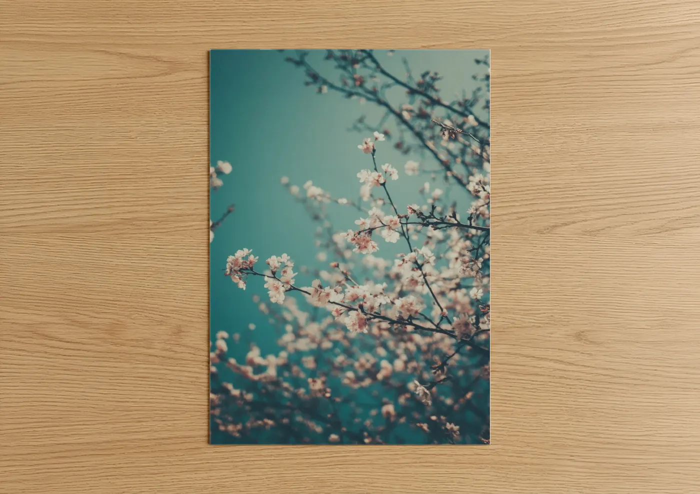 Cherry blossoms art print on warm oak wood — teal and peach palette — Turquoise Blossoms poster
