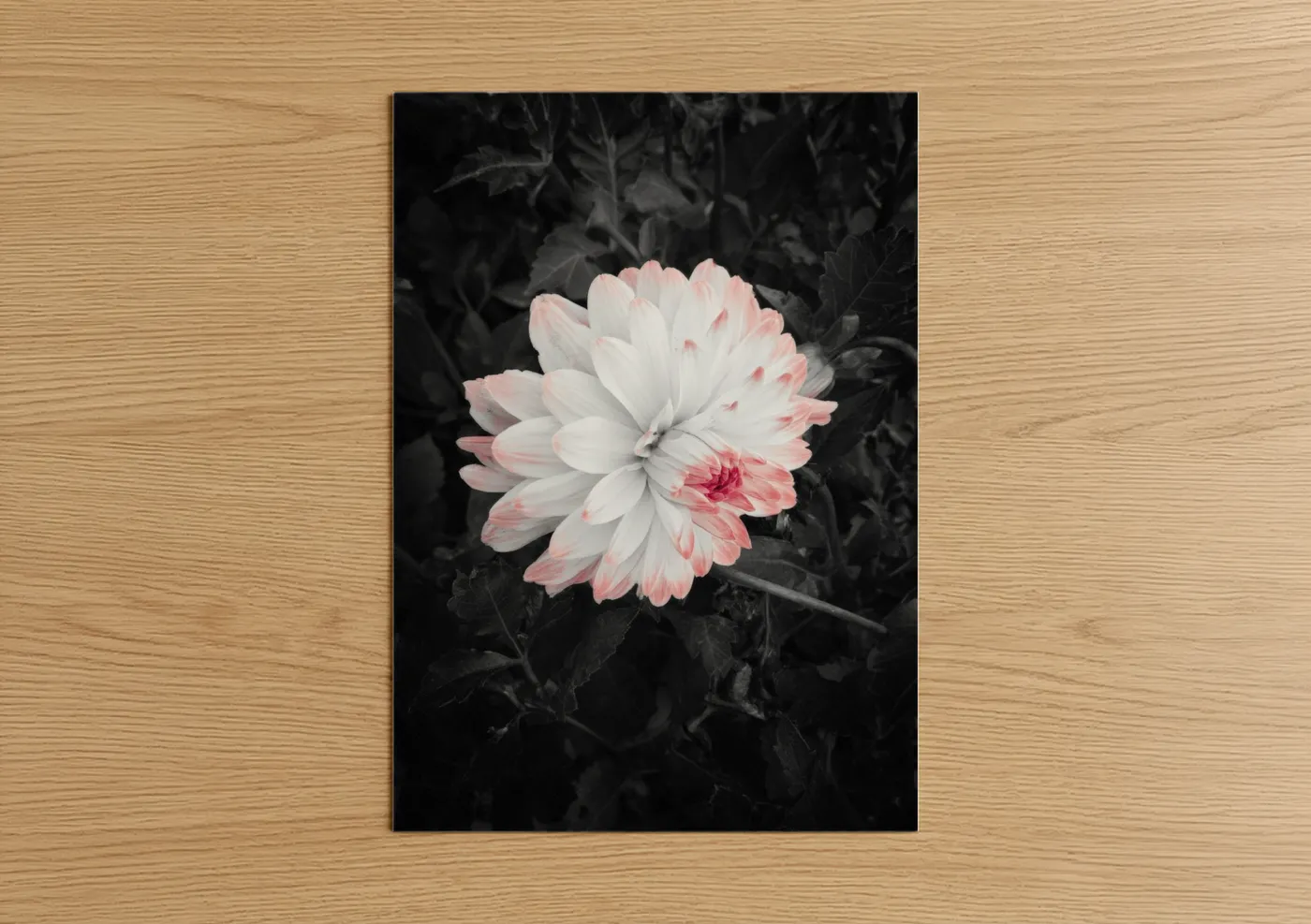 Abstract flower art print on warm oak wood — pink and black and white palette — Blush Dahlia poster