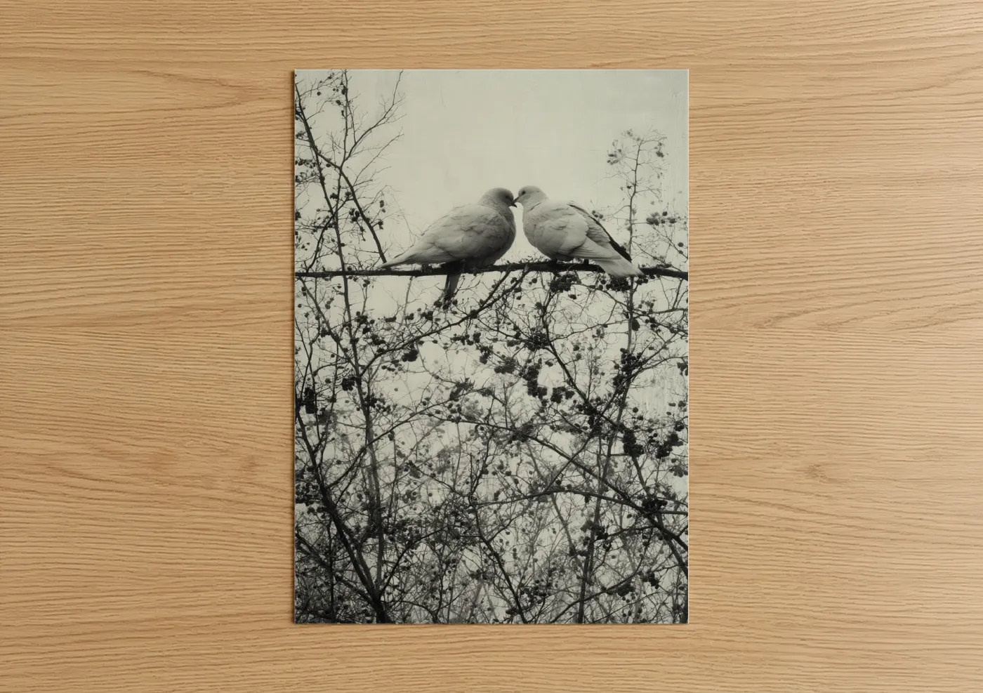 Affectionate Doves Black and White Photography Wall Art
