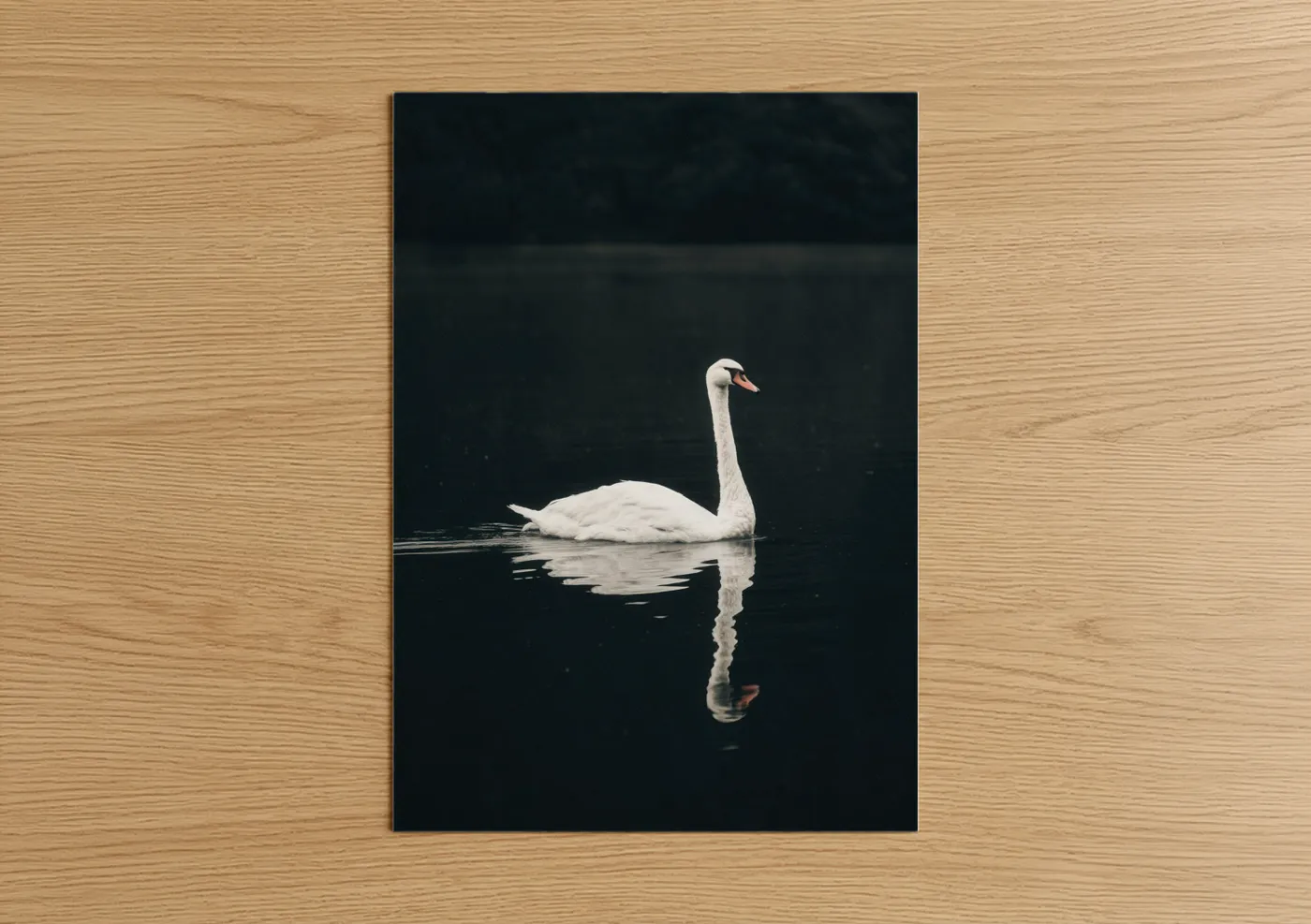 Art print on warm oak wood — white and black palette — Serene Swan Reflection poster