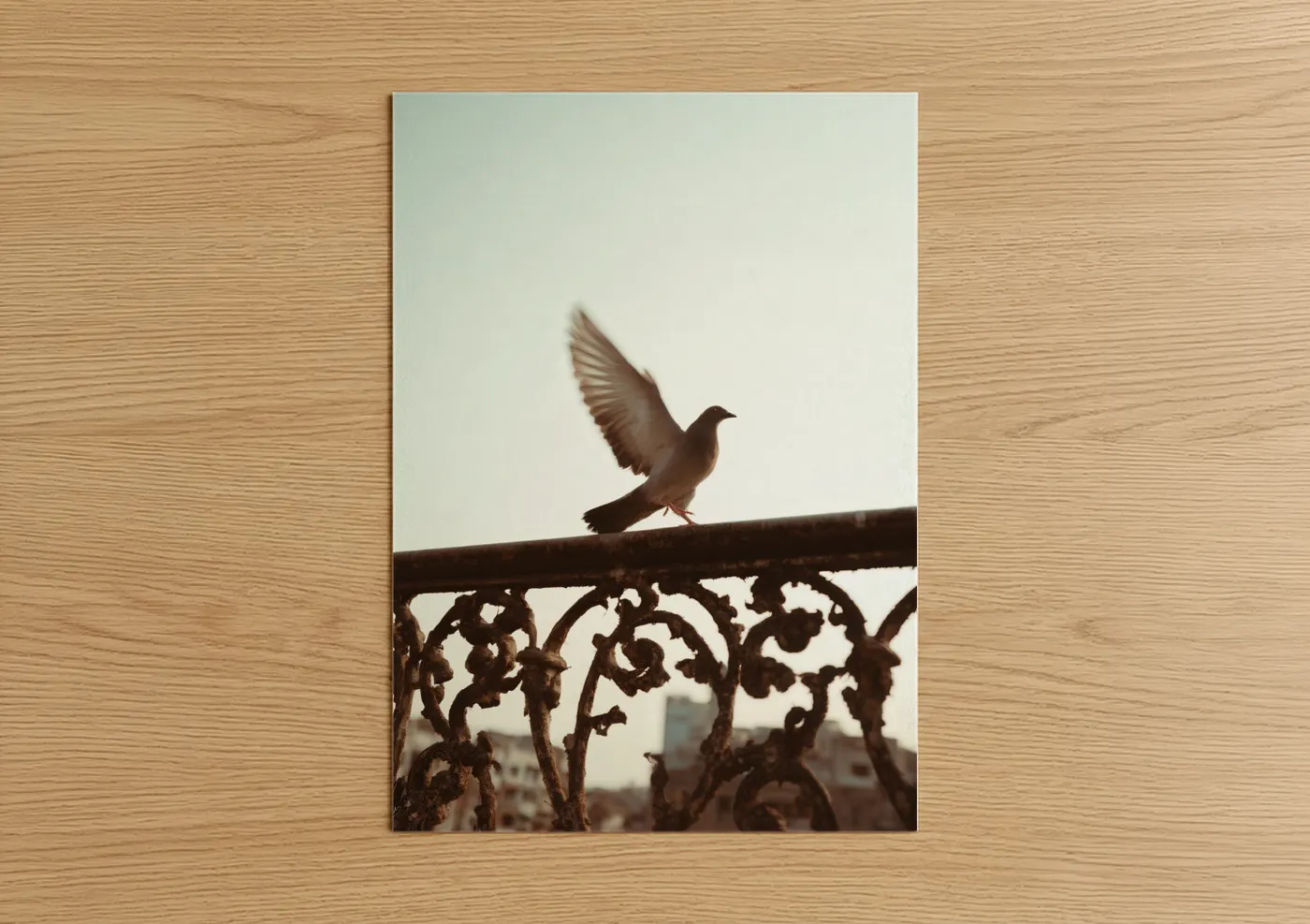 Urban Pigeon Wings Silhouette Photography Wall Art