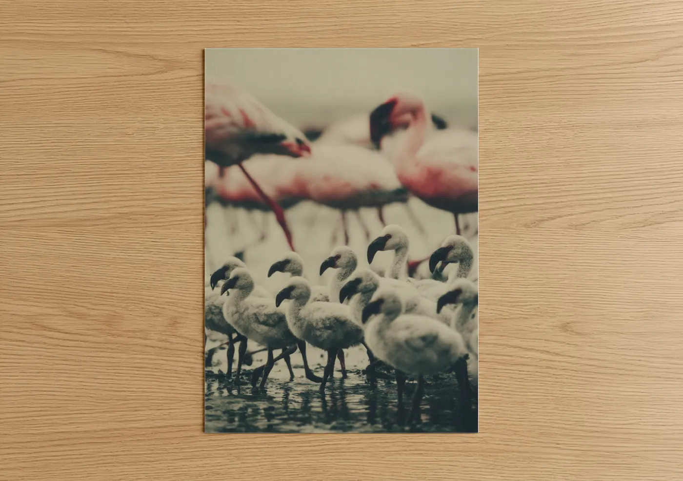 Young Flamingo Flock Wading Together Wall Art