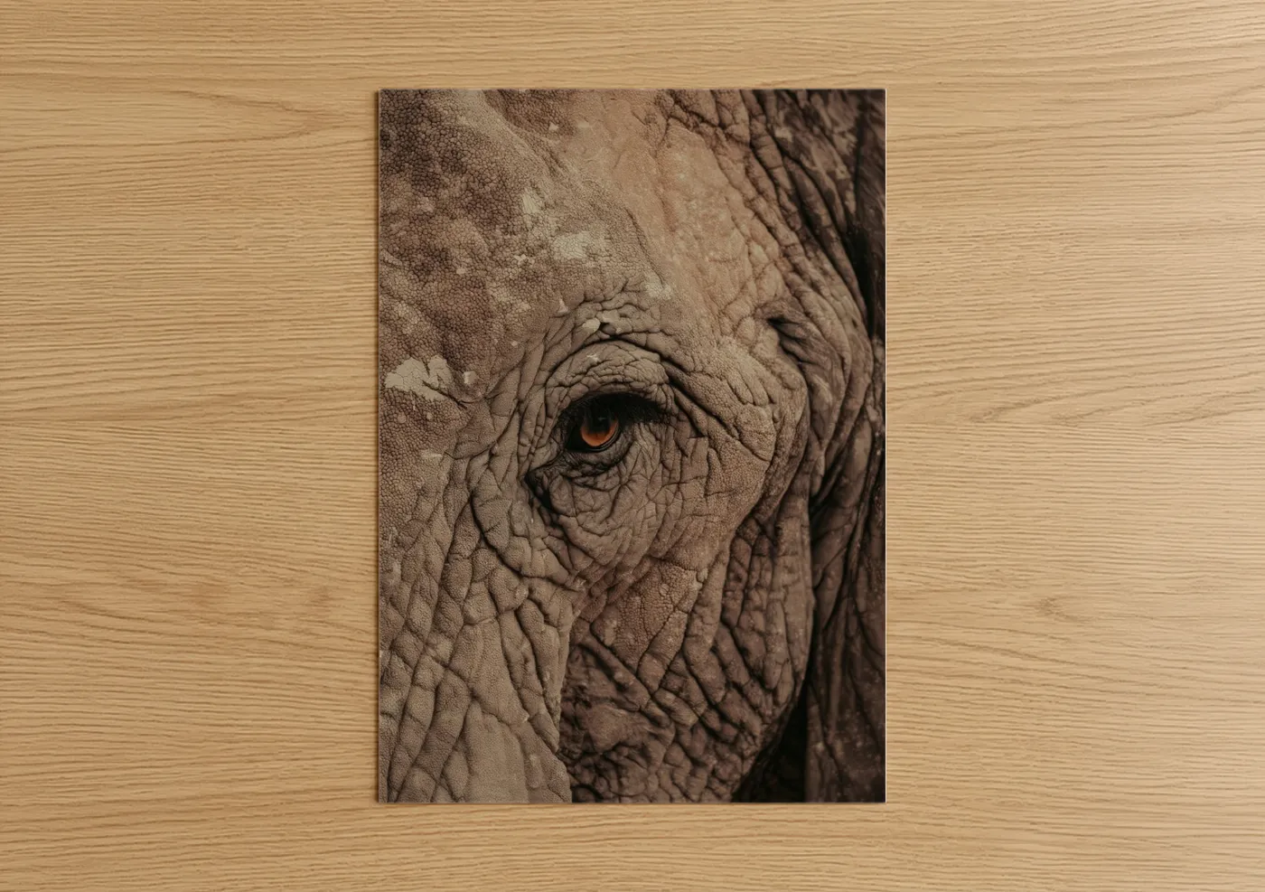 Savanna Elephant Close-Up Portrait Wall Art