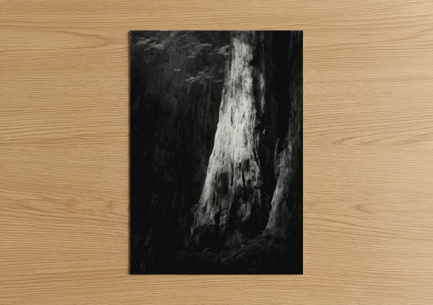 Ancient Redwood Forest Black White Wall Art