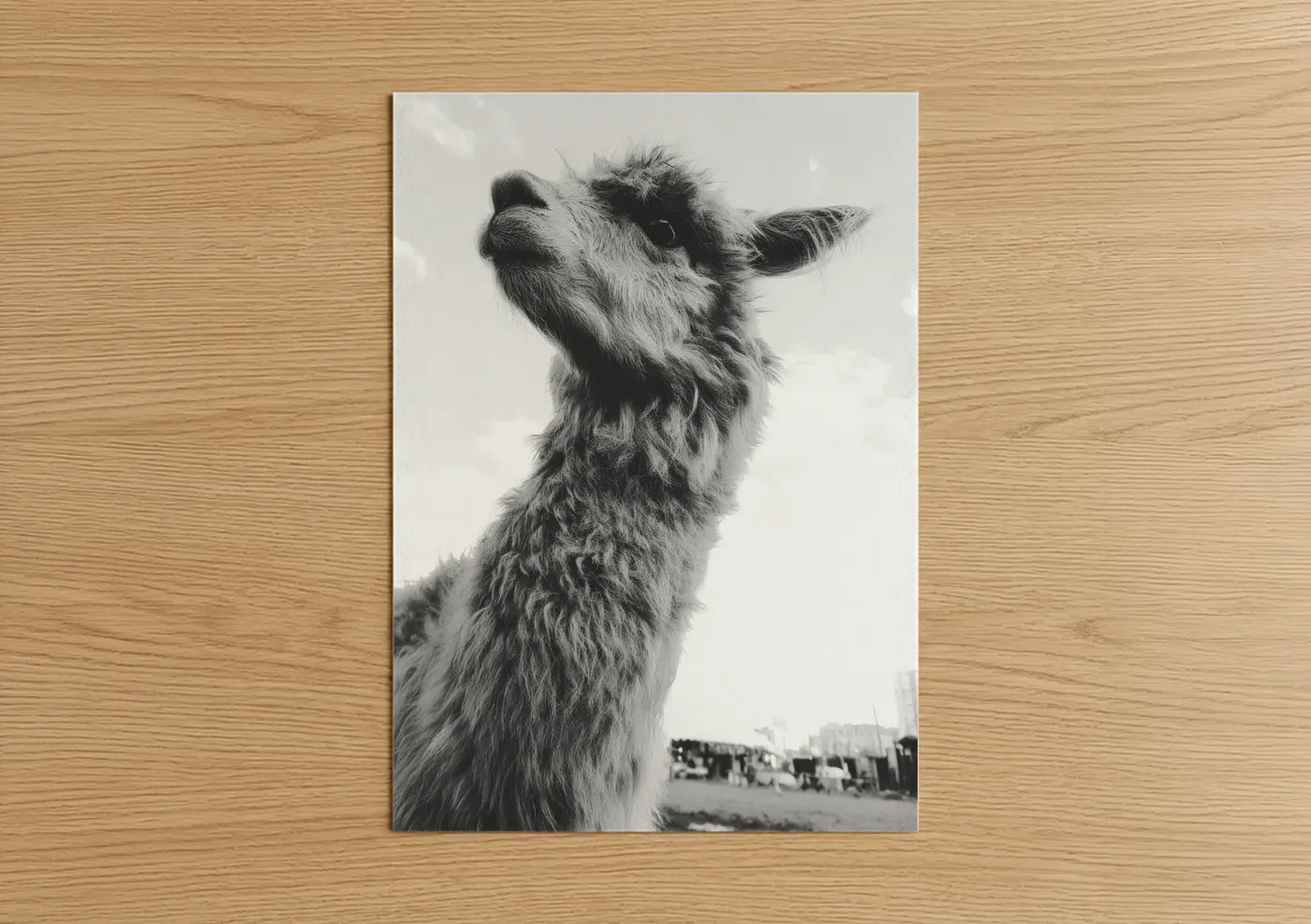 Curious Alpaca Black and White Portrait Wall Art