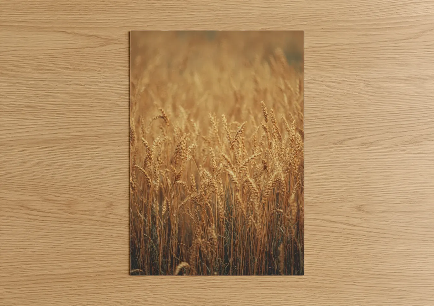 Golden Grain Field Photography Wall Art