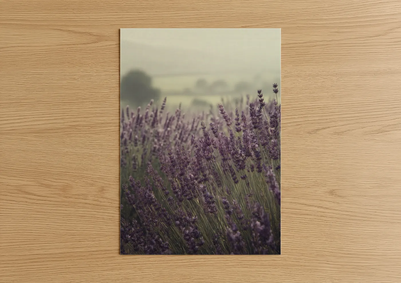 Misty Lavender Field Countryside Wall Art