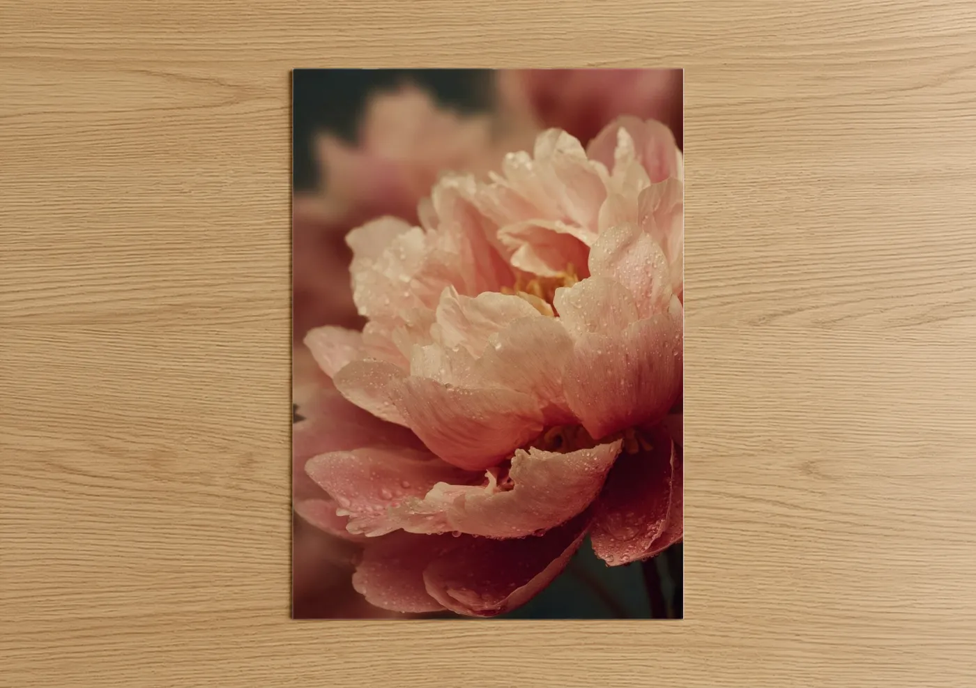 Dewy Peony Flower with Water Droplets Wall Art