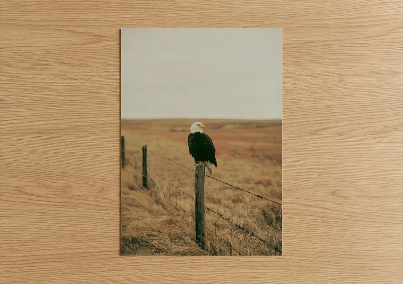 Bald Eagle Perched Prairie Landscape Wall Art