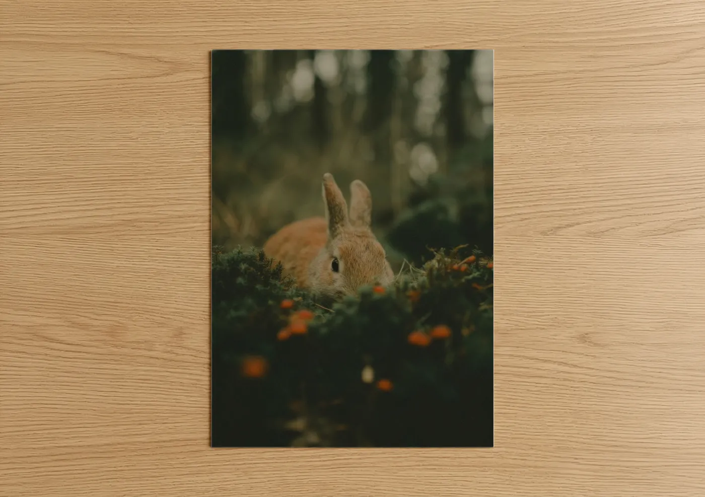 Forest Rabbit Wildlife Photography Wall Art