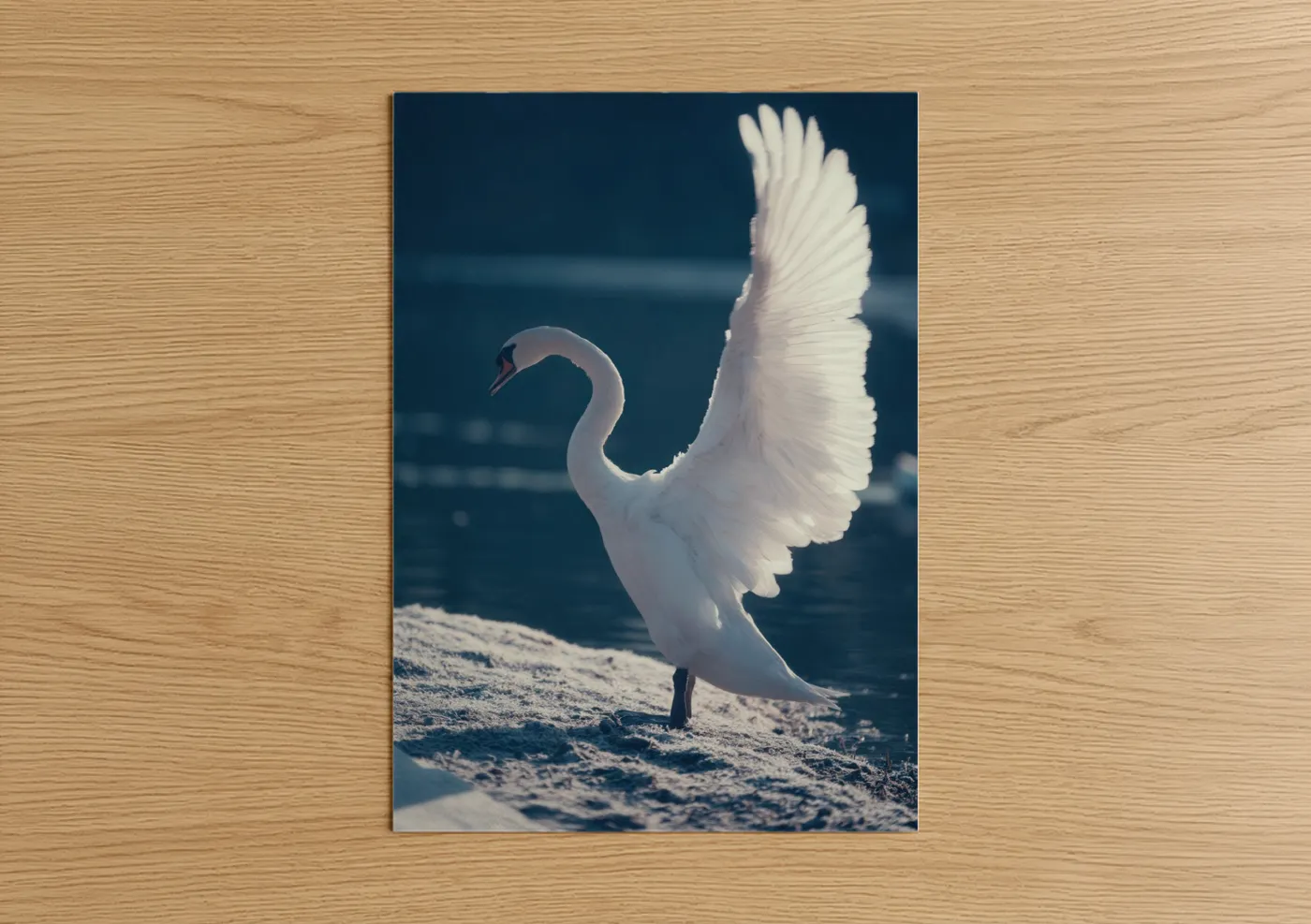 Art print on warm oak wood — white and blue palette — Graceful Swan Wings poster
