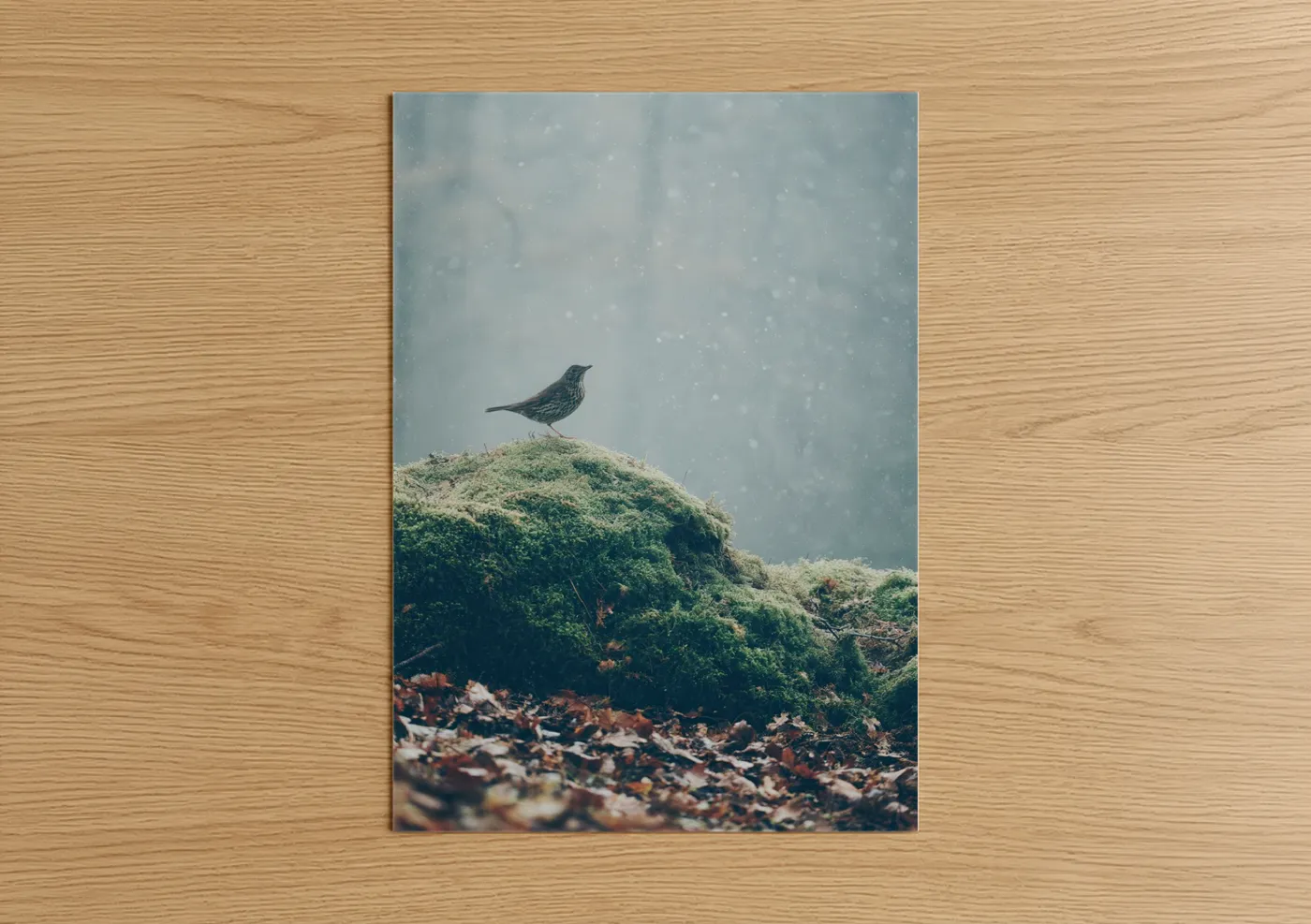 Snowy Thrush Winter Forest Bird Wall Art