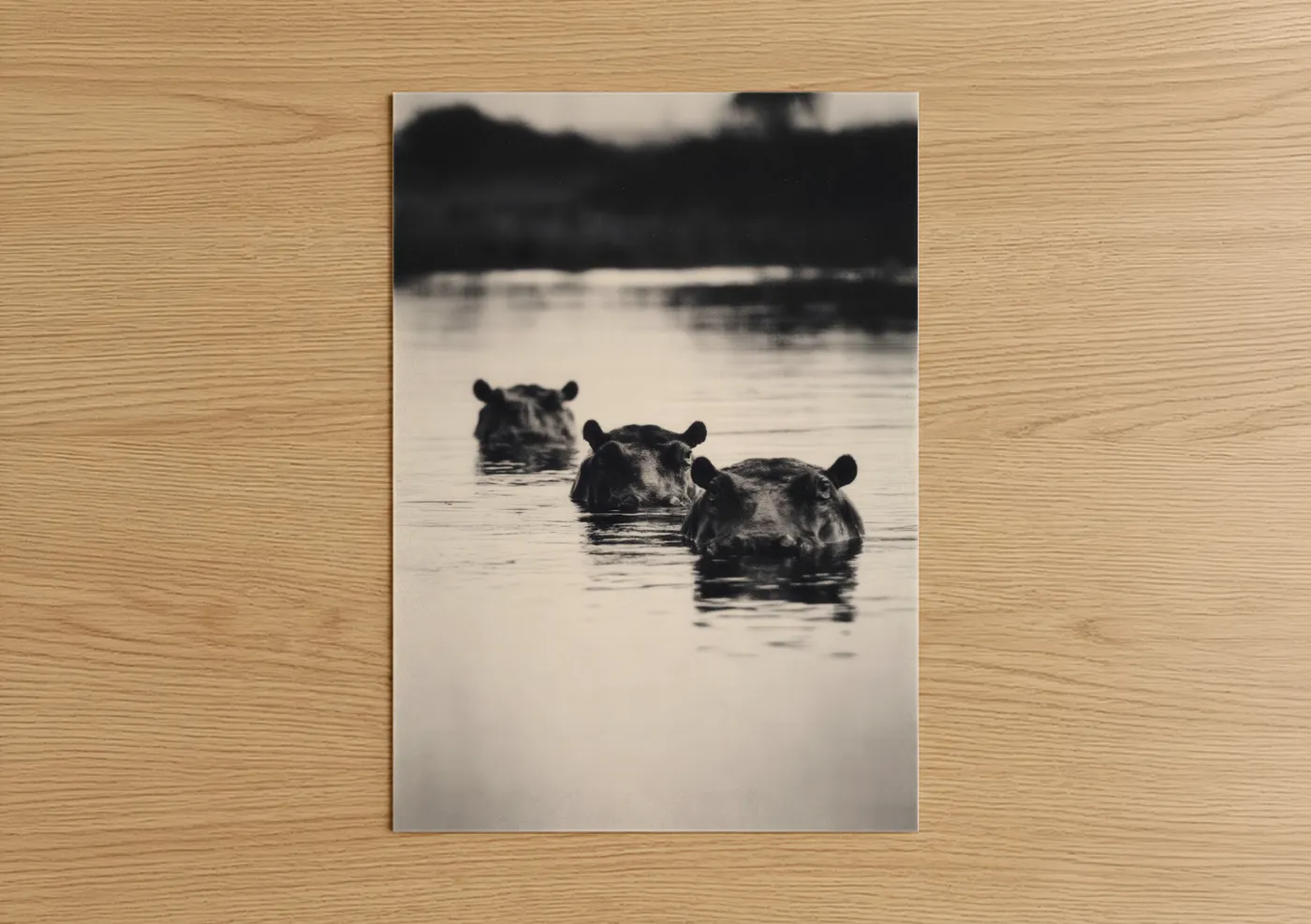 Art print on warm oak wood — black and white and gray palette — River Hippos poster