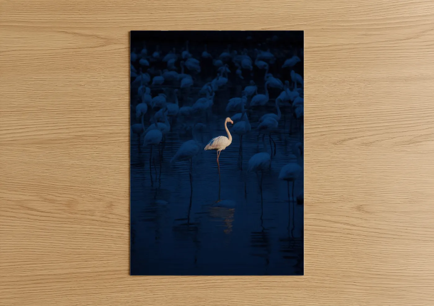 White Flamingo Night Water Blue Wall Art