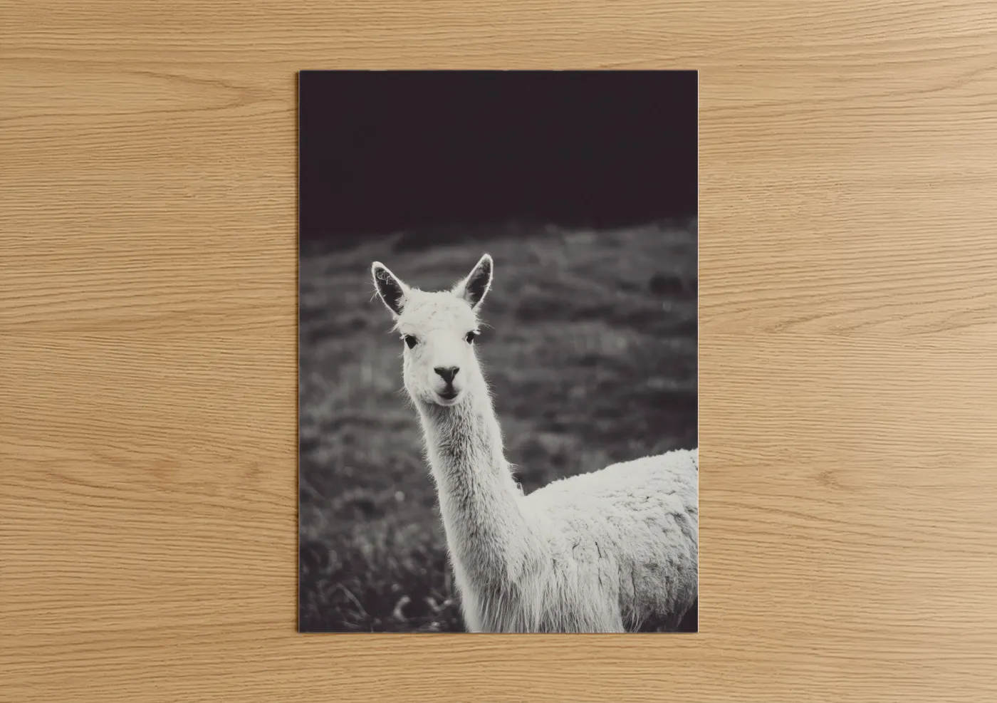 Art print on warm oak wood — black and white and gray palette — Snowy Alpaca Portrait poster