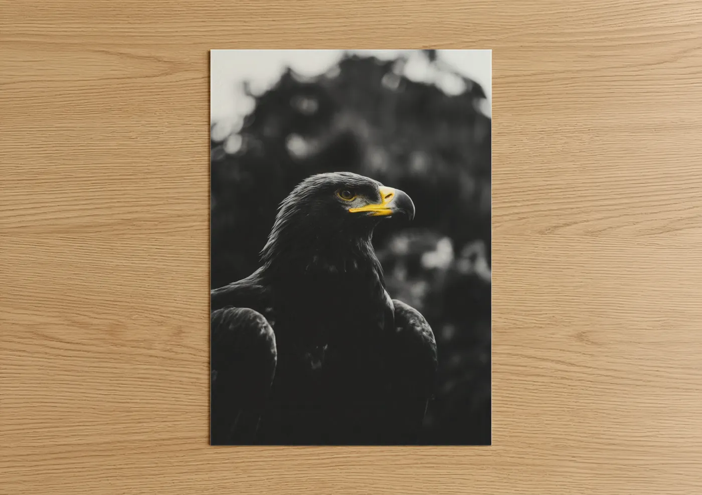 Golden Eagle Portrait Wildlife Photography Wall Art