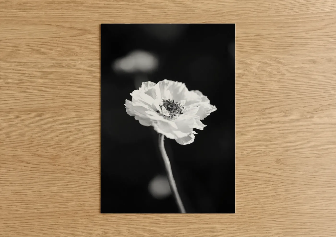 Monochrome Anemone Black White Floral Wall Art