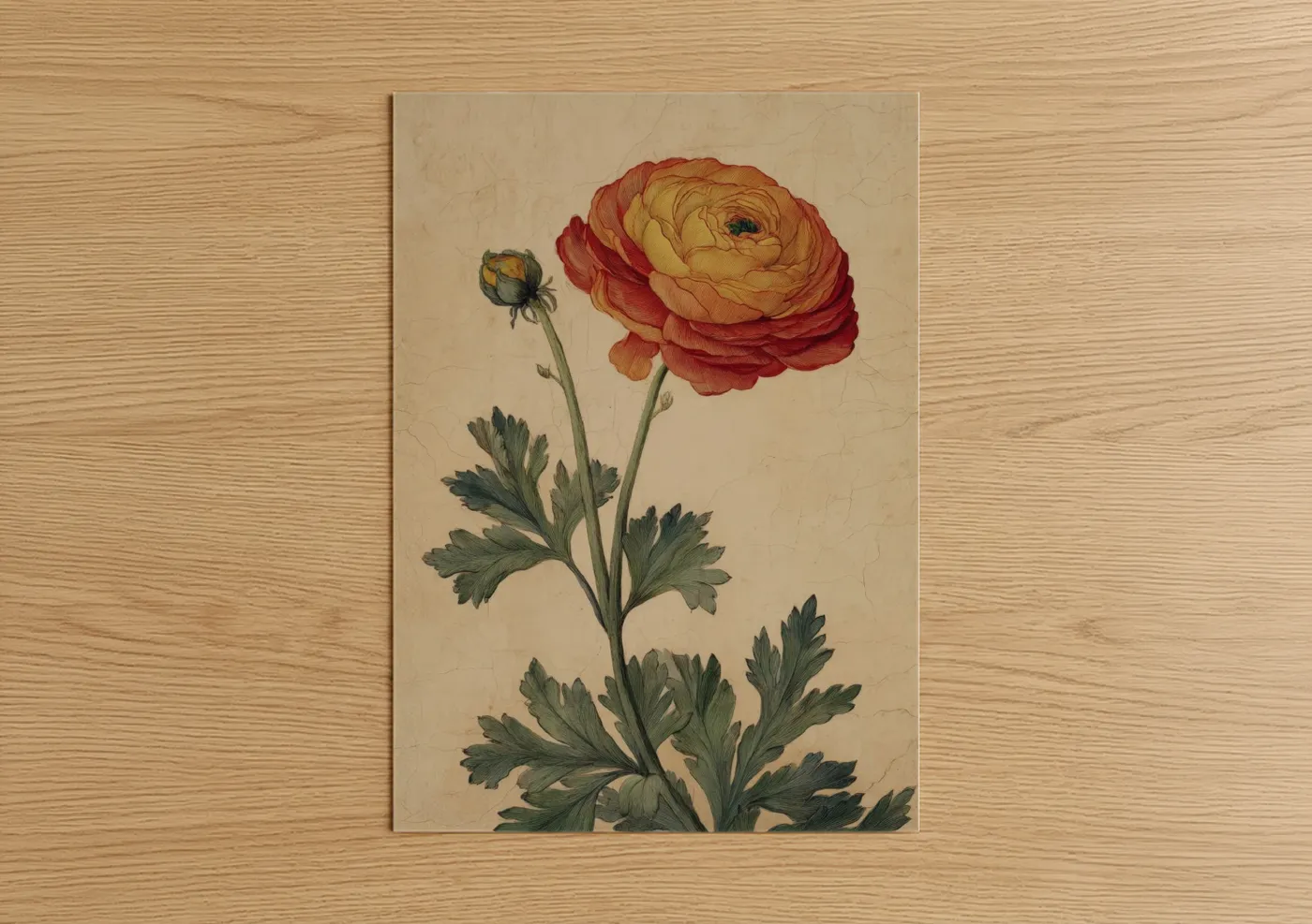 Crimson Ranunculus Botanical Illustration Wall Art