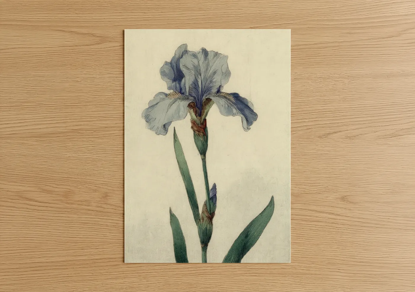 Blue Iris Botanical Watercolor Illustration Wall Art
